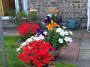 garden (4) * 2032 x 1524 * (1.11MB)